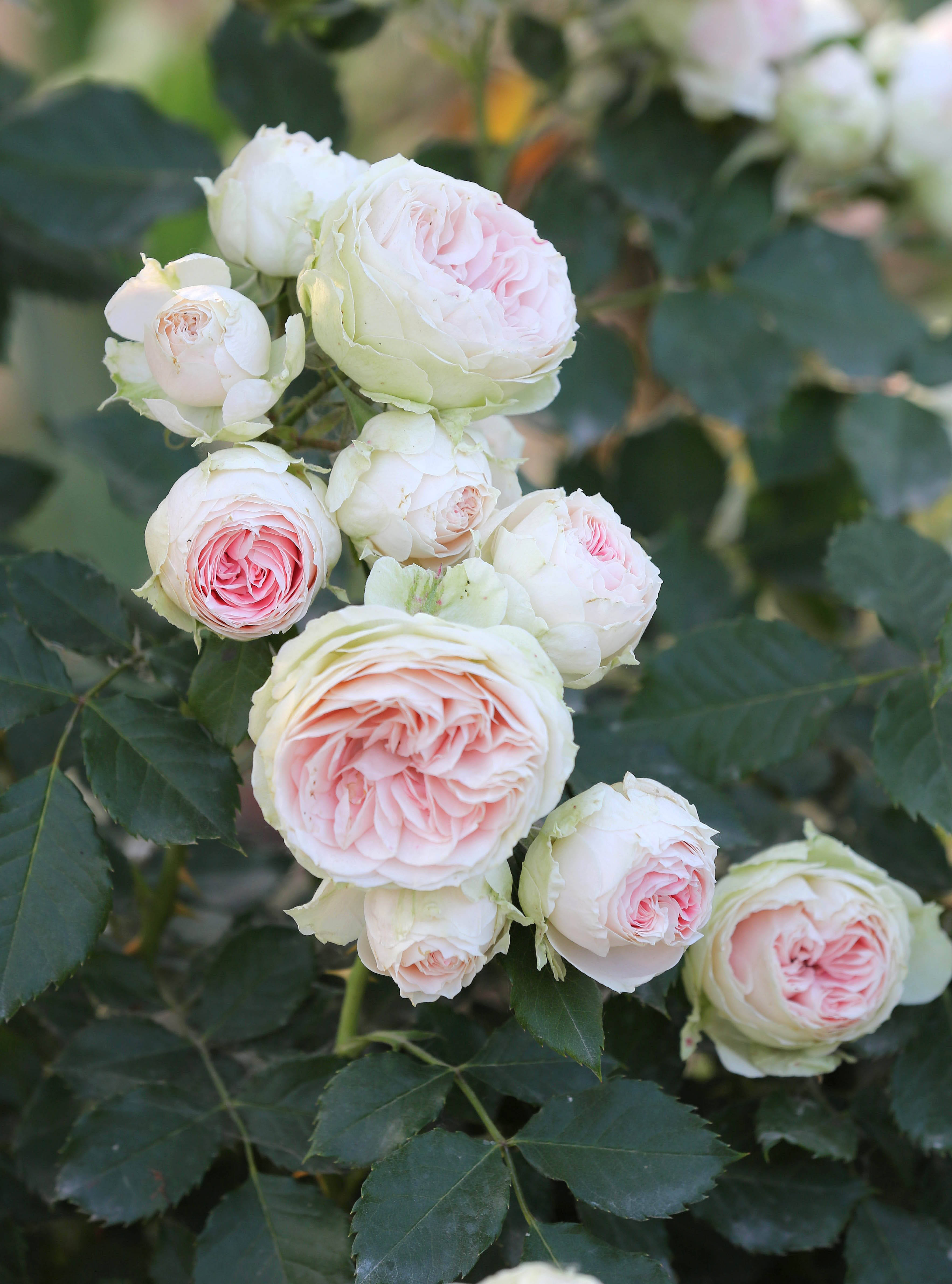 河南虞城玫瑰園裡花盛開花兒嬌豔引客來