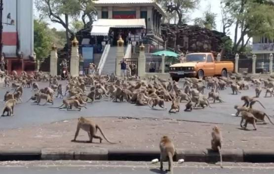 景区猴群成灾害，进入城区抢食物，这到底怎么了？