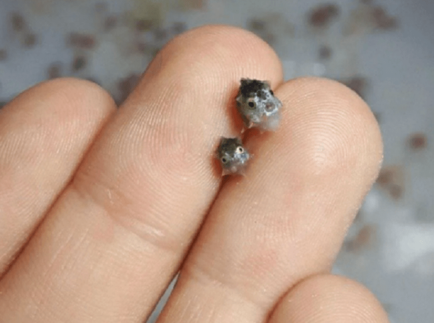 科学家对翻车鲀的交配方式了解的并不多,但是他们研究翻车鲀的产卵