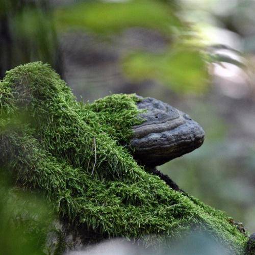 清新唯美头像绿色浓密的苔藓图片