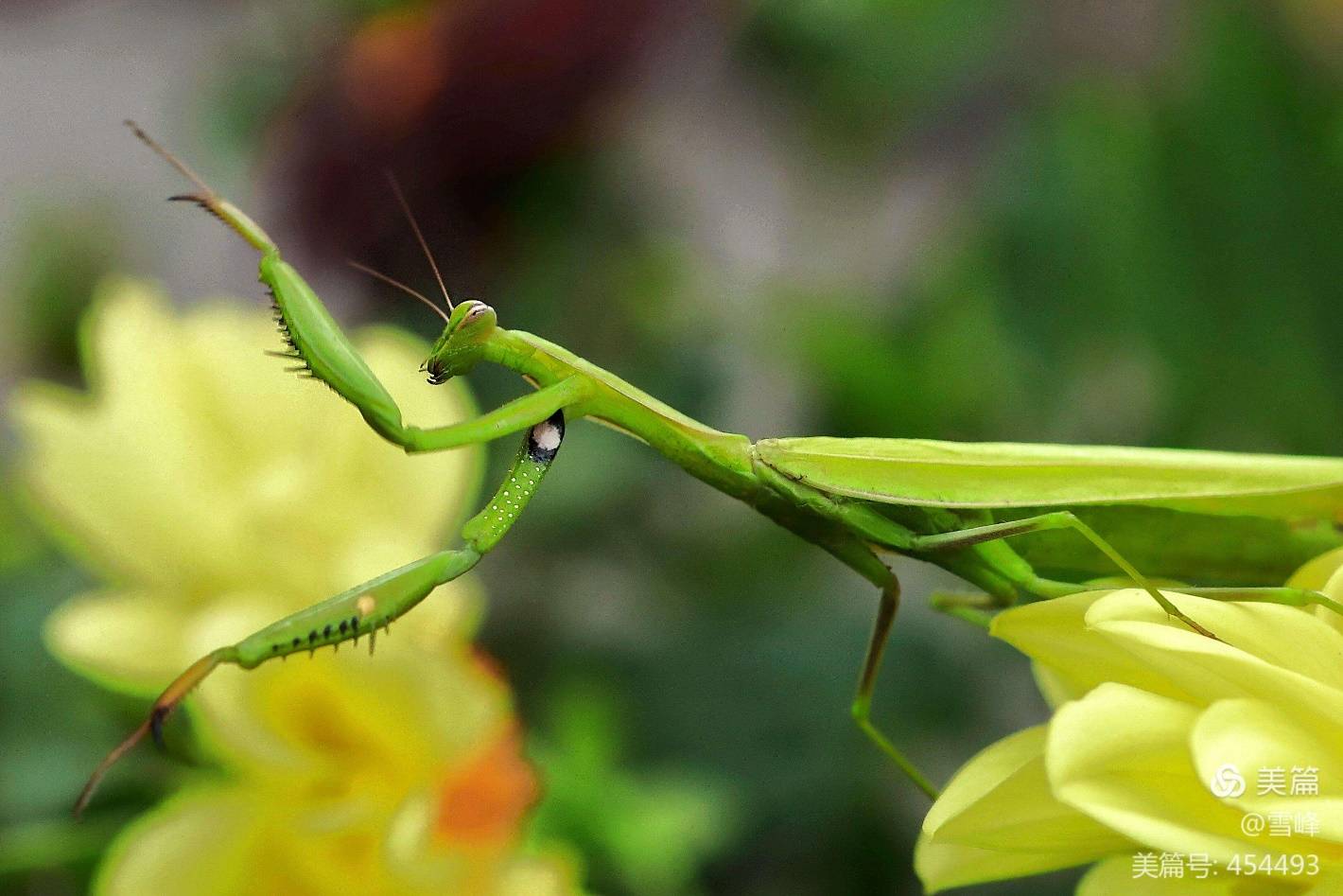 中华大刀螳排名第一:非洲绿巨螳非洲绿巨螳属于昆虫纲,有翅亚纲,螳螂