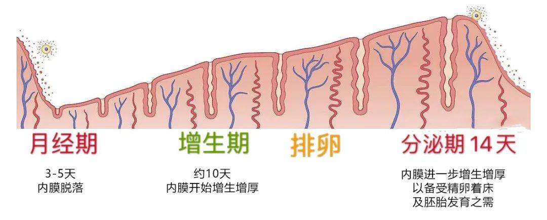 胚胎反复着床失败跟子宫内膜容受性有关系吗