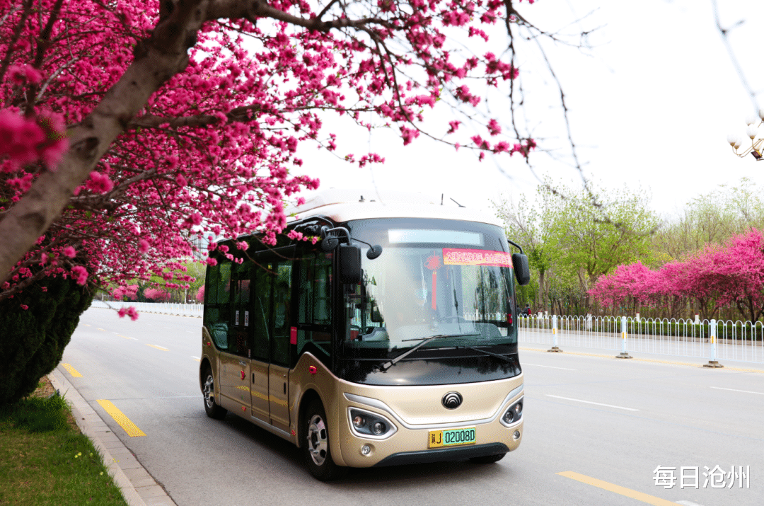 視野開闊的全景車窗,與眾不同的金黃色塗裝,這款微型公交是目前滄州市