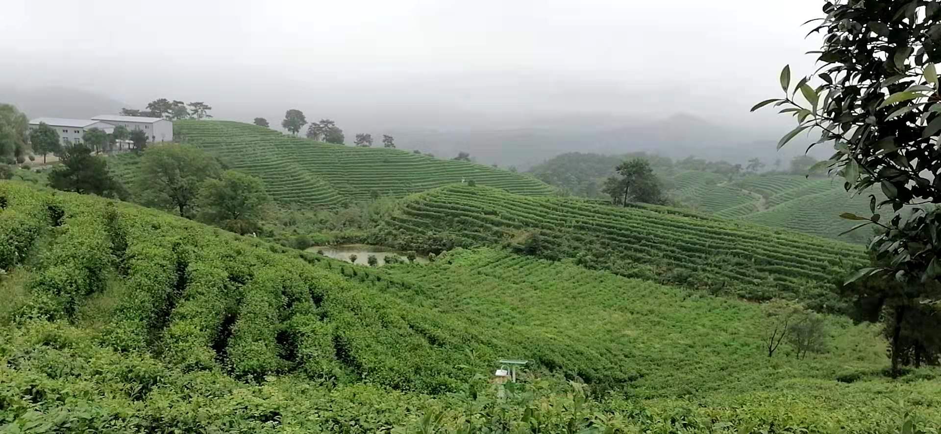 湖北大悟 三里派出所：借力“枫桥经验”为“茶乡”保驾护航