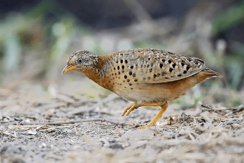 "老牛哞"把大家搞笑了一把!贵州毕节怪声让黄脚三趾鹑名声大噪_鸣叫_