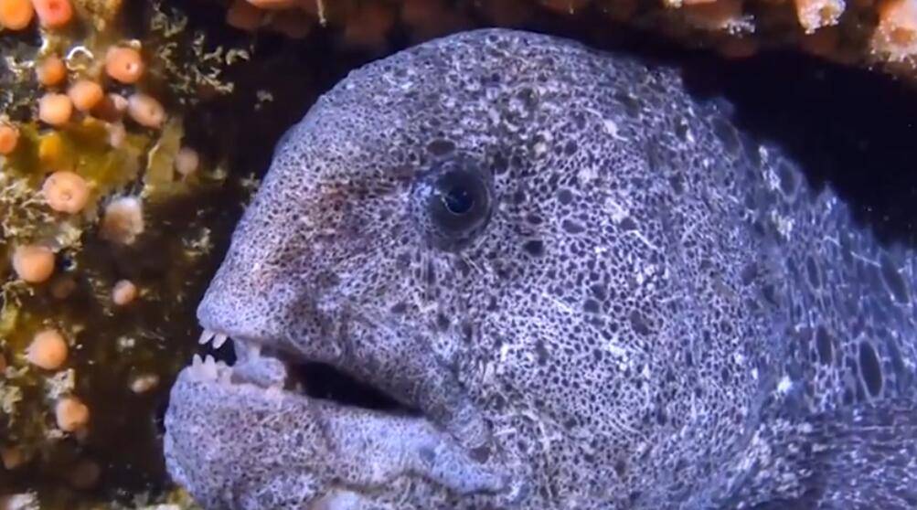 龙鳗有多凶猛即使只剩下一个头也能轻松咬爆罐装可乐