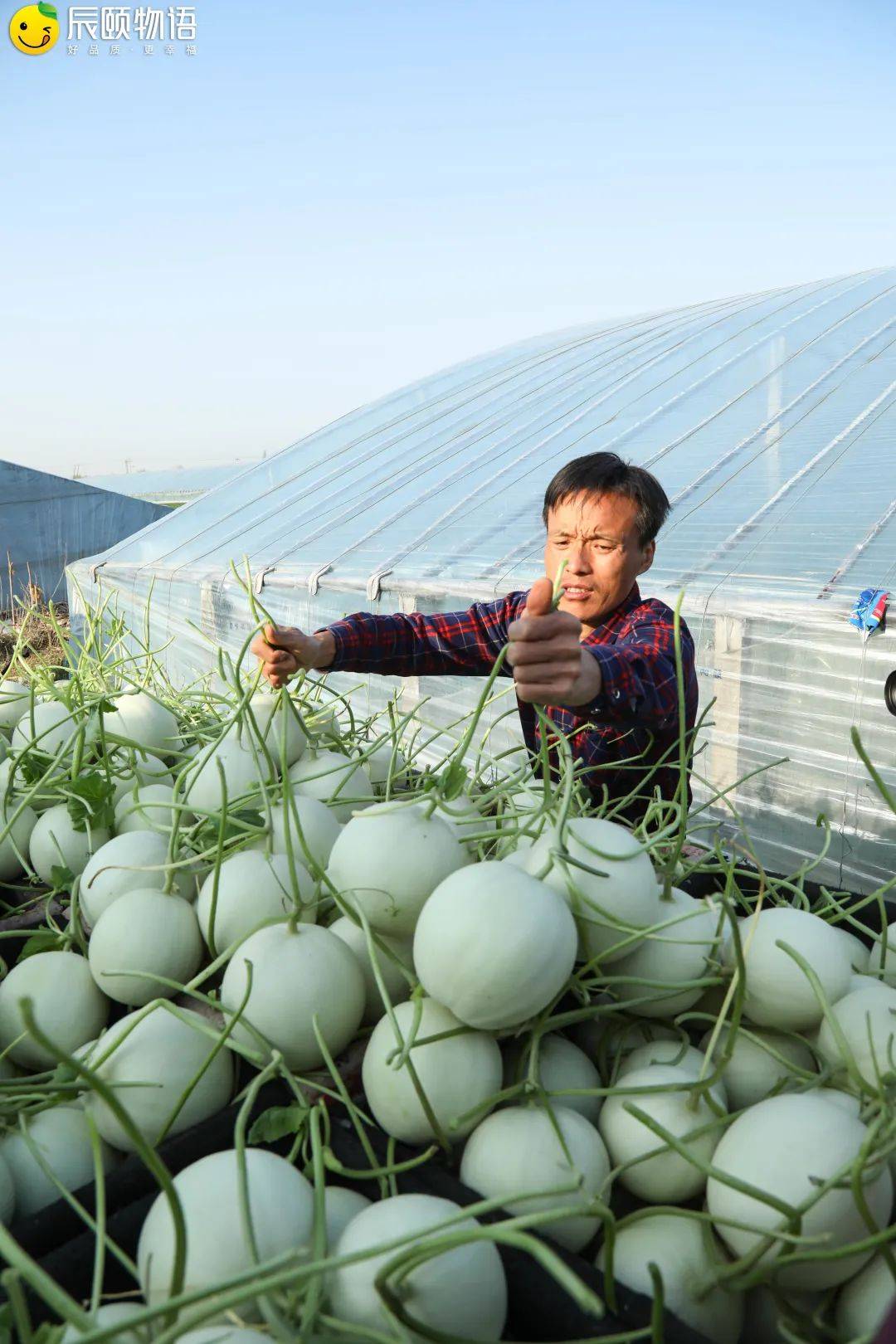 辰颐物语冰淇淋玉菇甜瓜凭借口感在网络上大火了