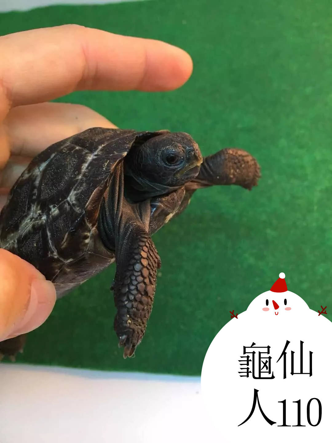 原创达尔文的脚步探索陆龟奥秘看完亚达和加拉别傻傻分不清了