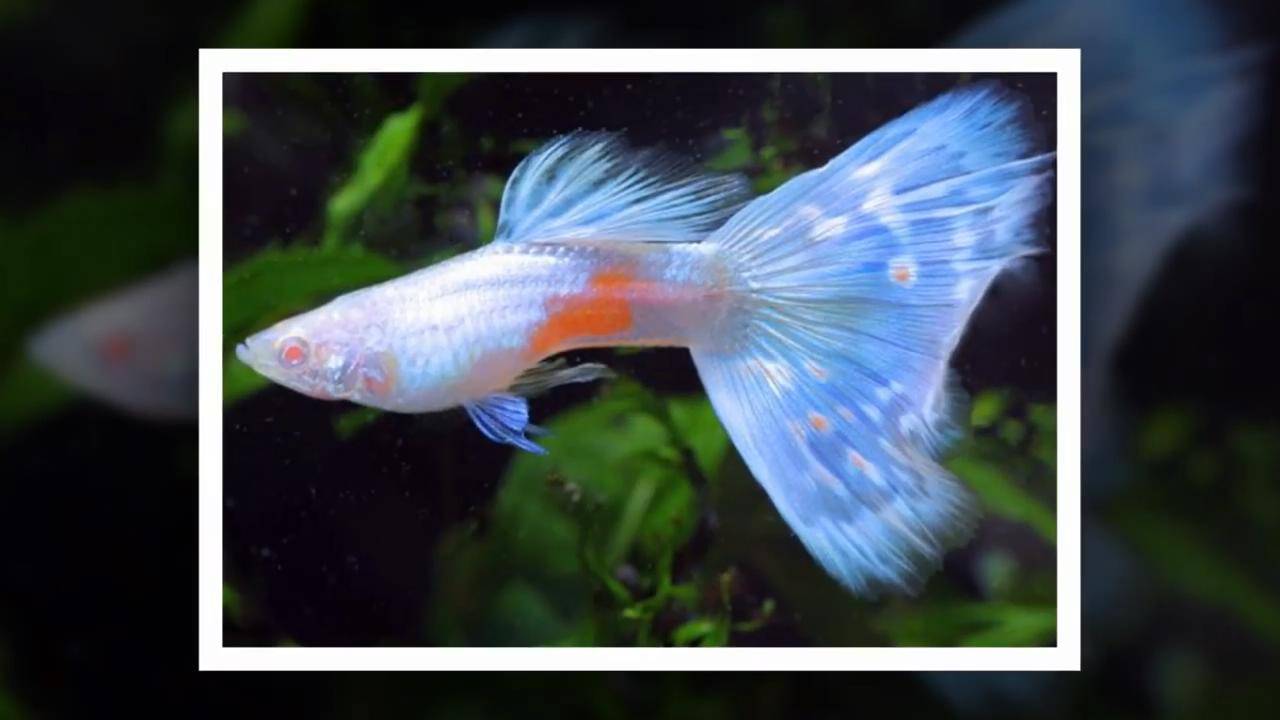 凤尾鱼为什么有那么大的魅力让很多人走上养鱼这条路