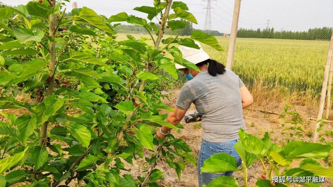 邹平市魏桥镇： 特色农业助推乡村振兴“加速跑”