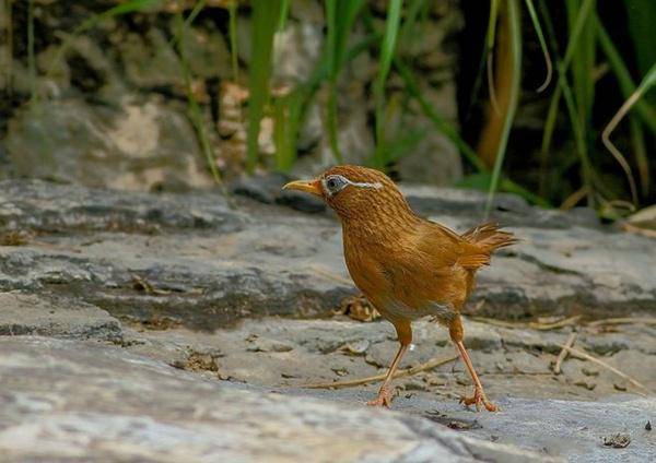 嫩底的"原毛画眉鸟",为什么敢说是打斗高台的苗子?
