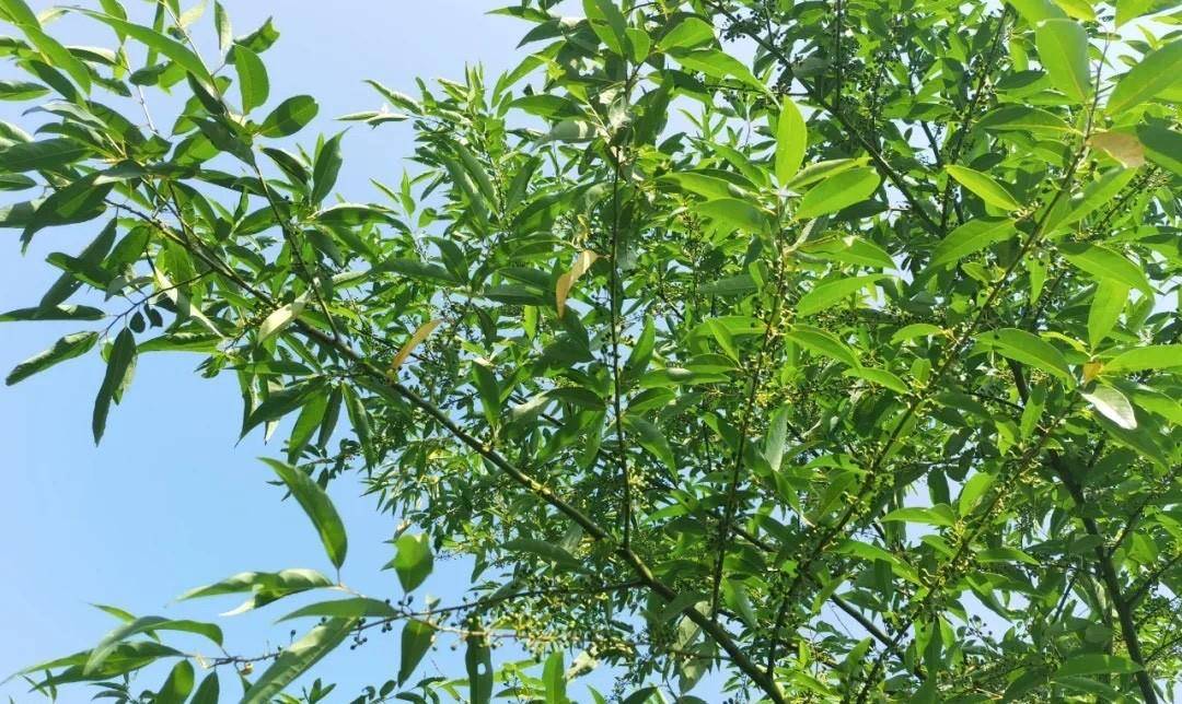 原创湖北的老乡们你们爱吃的野生木姜子可以摘啦