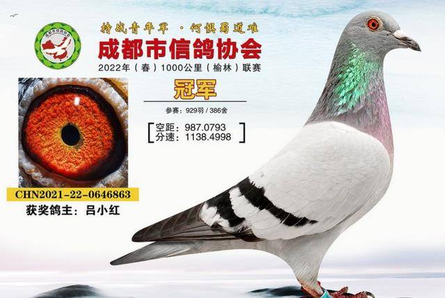 这羽冠军鸽也成为成都历史上首羽千公里夜行当日归的传奇赛鸽!