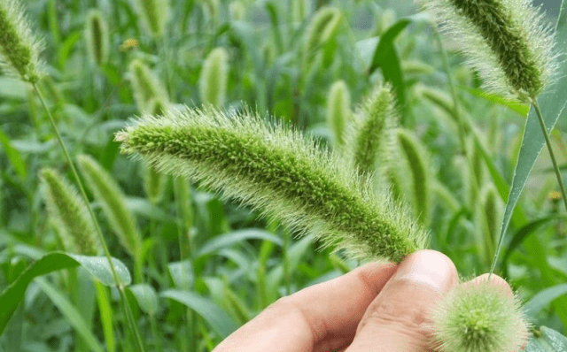 原创田边一野草小时候用它挠耳朵如今成装饰品遇见多采