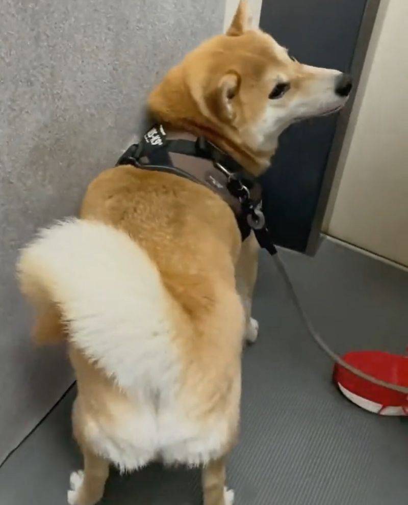 摇摆柴犬上线拍屁屁启动跳舞模式