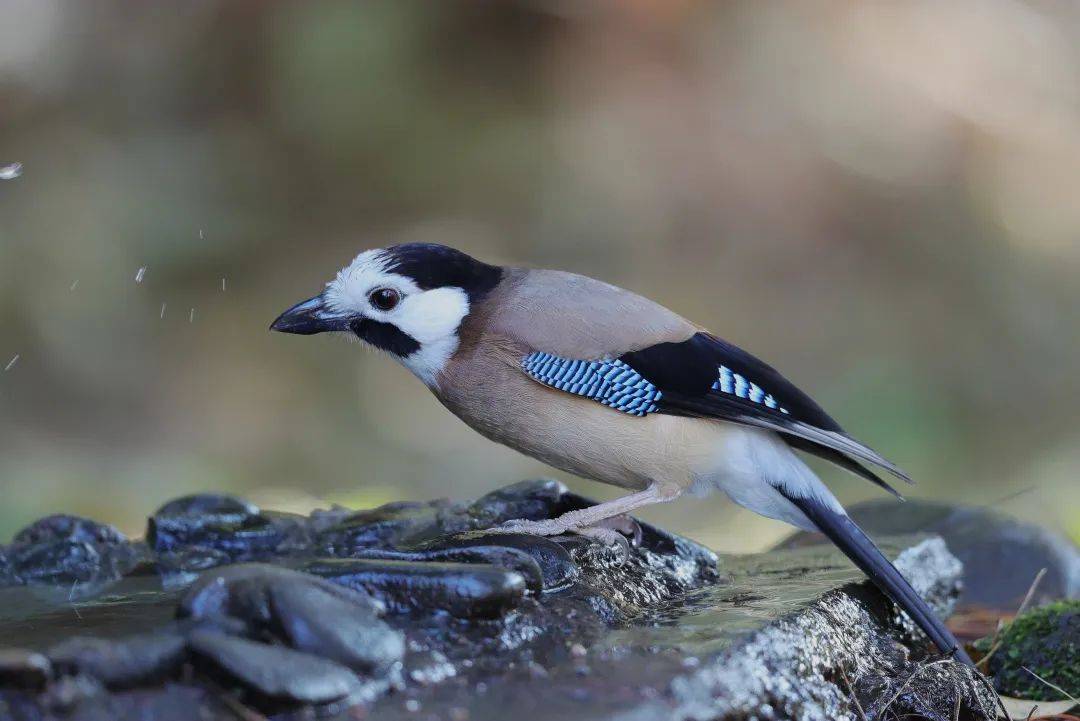 䴕(朱元摄)灰林鸮(朱元摄)金枕黑雀(朱元摄)宽嘴鹟莺(朱元摄)牛头伯劳