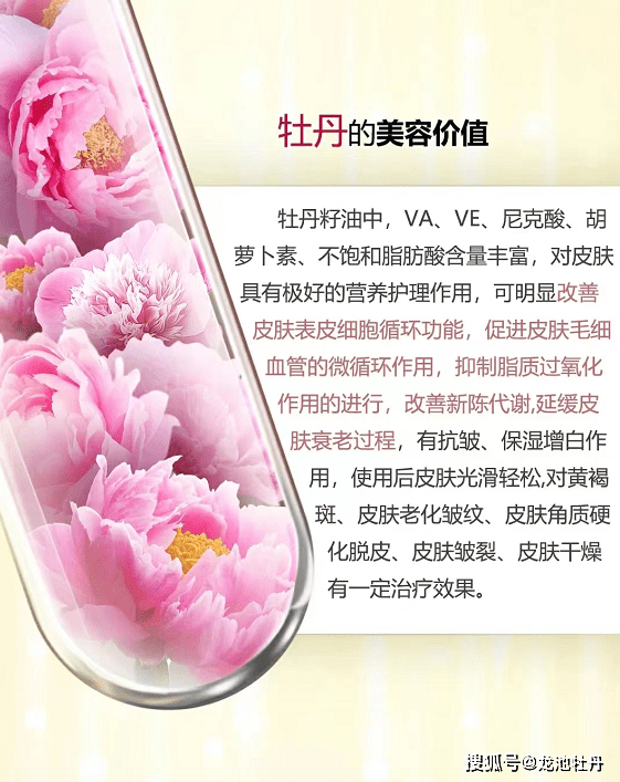 牡丹花的用处图片