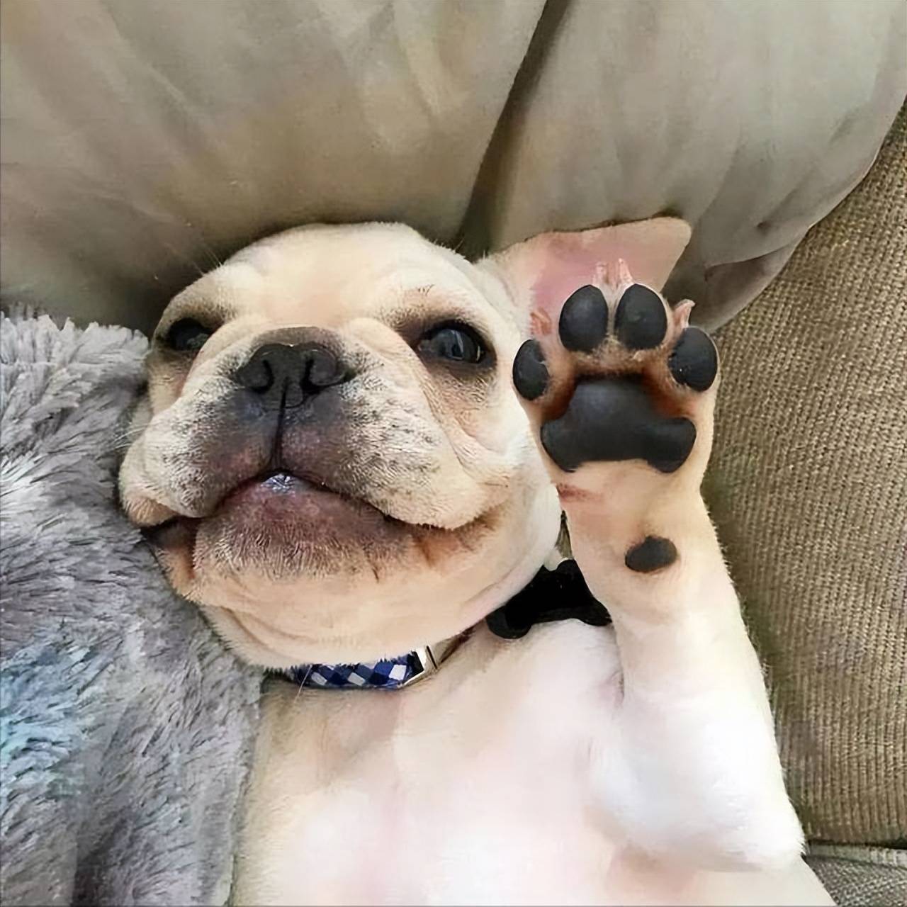 小狗爪表情图片