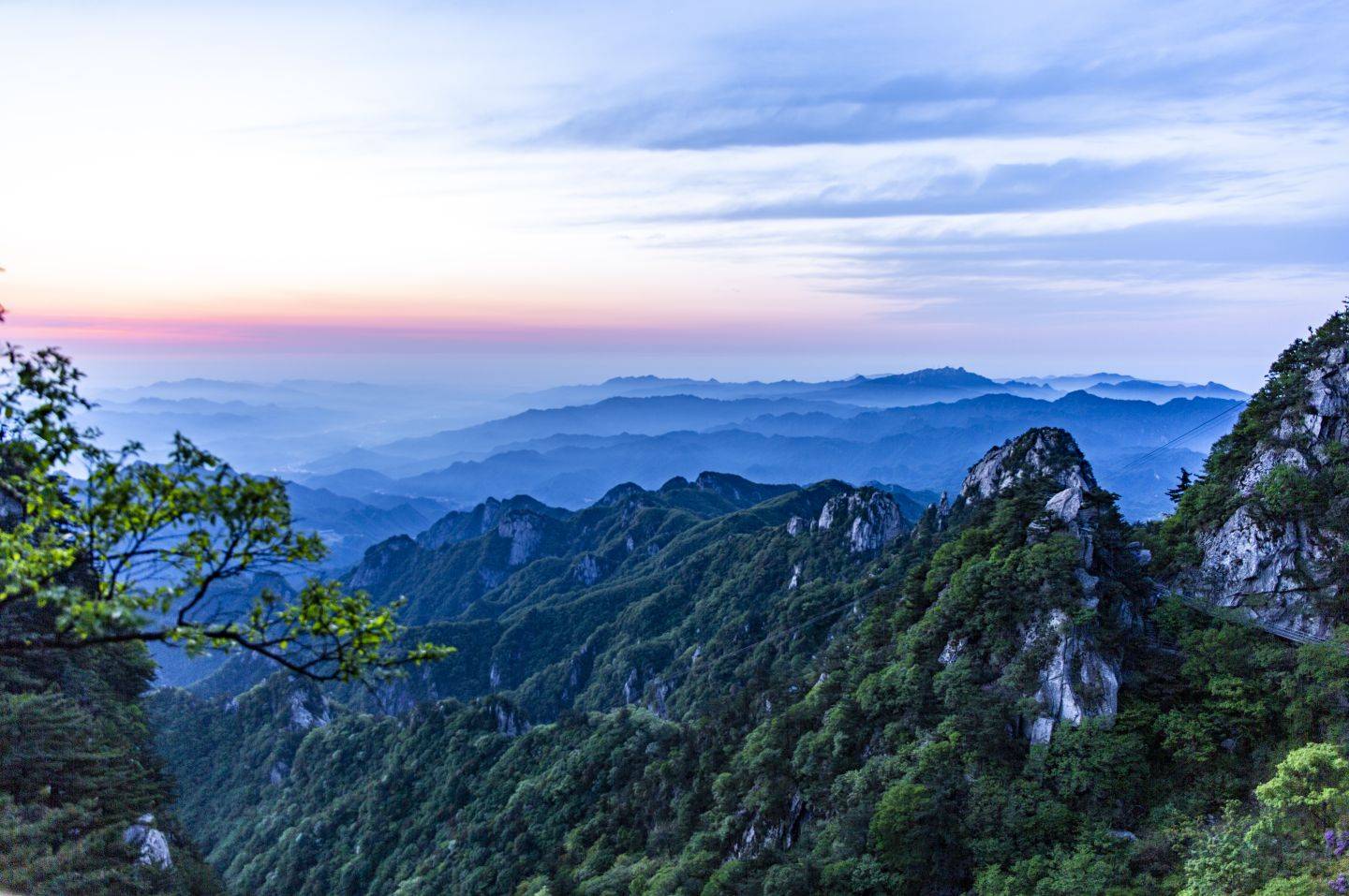 河南堯山:海拔1700米的秀雅杜鵑盛開_景區_魯山縣_平頂山