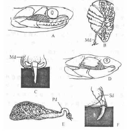在国外被看作剧毒蛇,为啥国内大家都不把它当回事_斑颈_毒腺_腺体