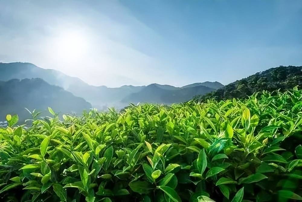 安溪四大名旦 - 铁观音 美如观音沉如铁_福建_中国农学会_茶叶