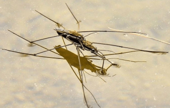 农村水边常见的一种昆虫会水上漂浮于水面它是什么昆虫