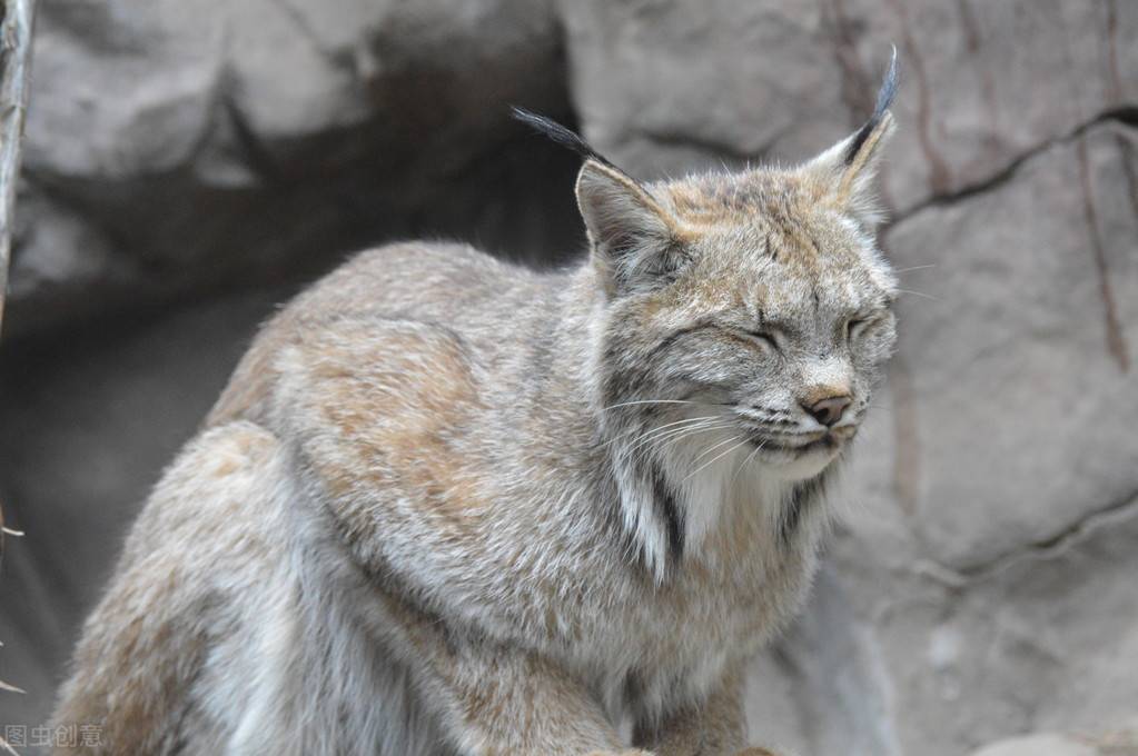 但是加拿大猞猁擁有近2倍於漁貂的體重,還被它們當成獵物,怎麼說也點