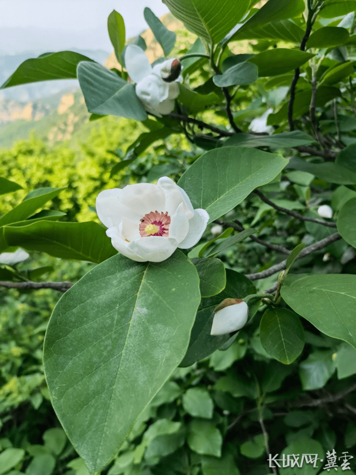 67秦皇岛青龙祖山镇花厂峪村发现成片野生天女木兰