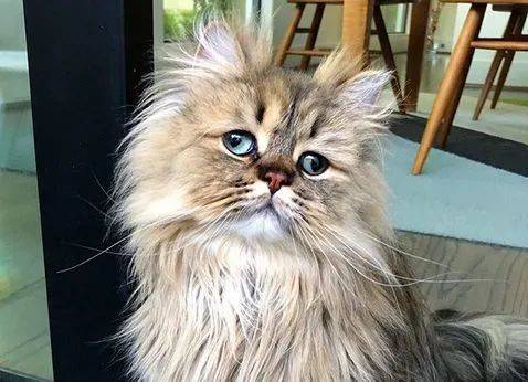 "小猫咪,请问这对眼是在放哨吗!_belarus_眼神_眼睛