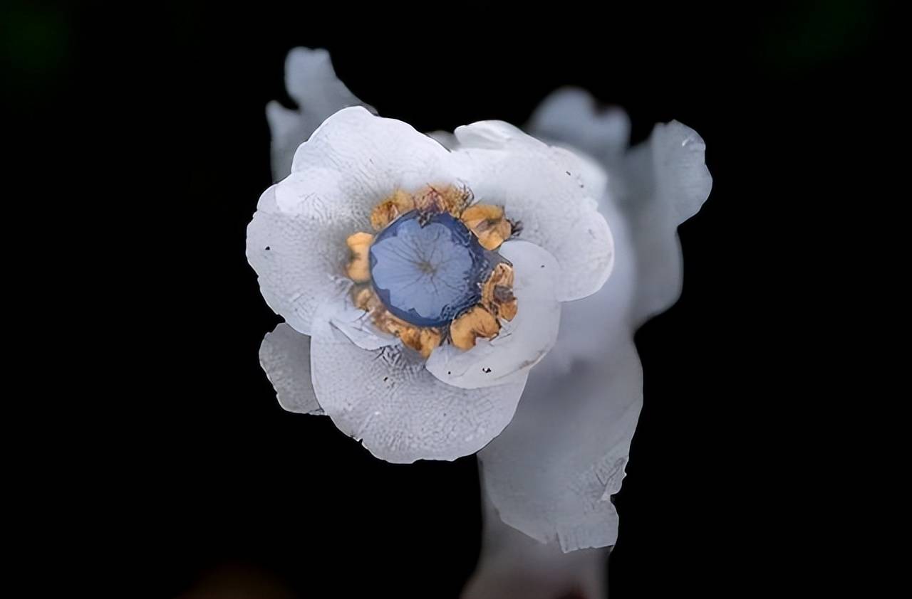 云南发现近危级珍稀植物水晶兰不需要光合作用靠真菌吸收养分