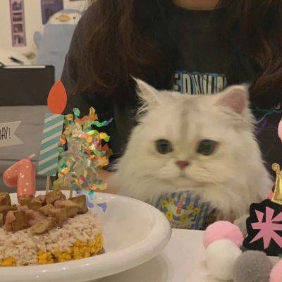 小猫咪小玩偶来了,微信头像萌宠可爱图片