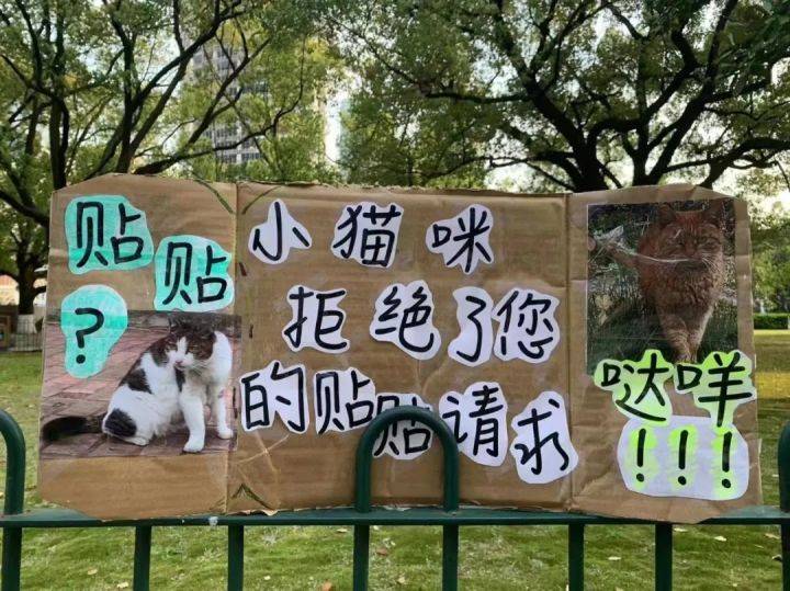 原创             上海交大博士逗猫被处分，爱猫人士懵了，校方回应是“顶风作案”