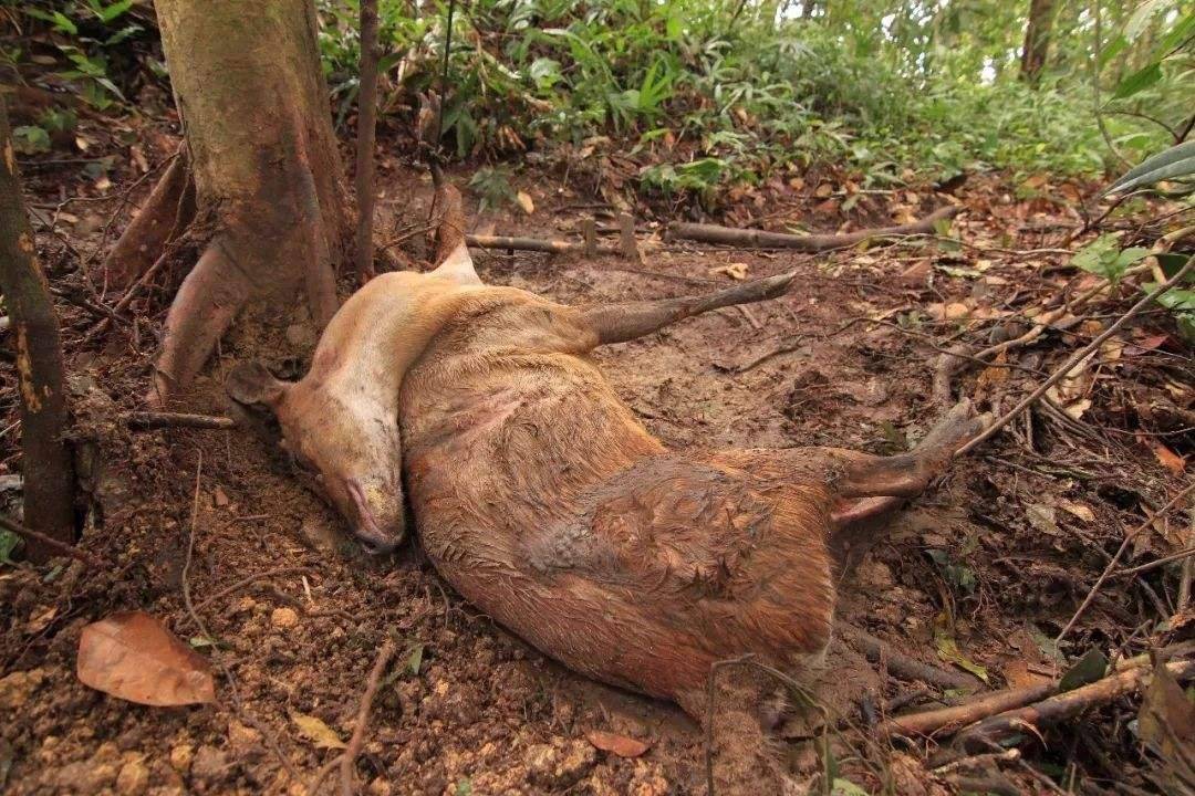 老虎濒临灭绝,却有3只老虎同一天被野猪套勒死,猎套成致命陷阱_动物