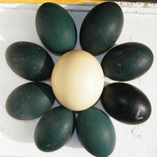 了鸸鹋蛋更浓烈的艺术气息,鸸鹋单雕刻成的工艺品具有很高的收藏价值