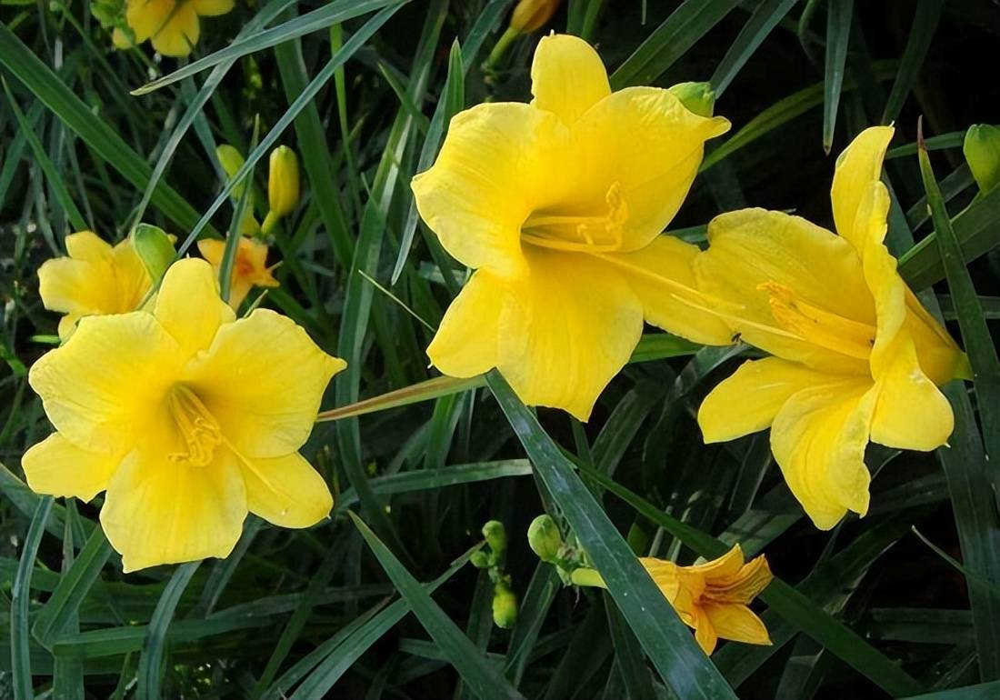 六月在花园里开得正盛的萱草又名忘忧草黄花菜名美味也美