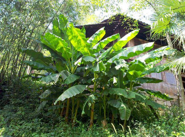 农村老人常栽种的植物 曾是农民的 救命草 花是治脑溢血良药 芭蕉 价值 时候