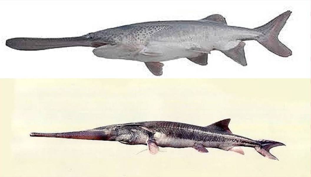 白鲟已经灭绝中华鲟和长江鲟还好吗