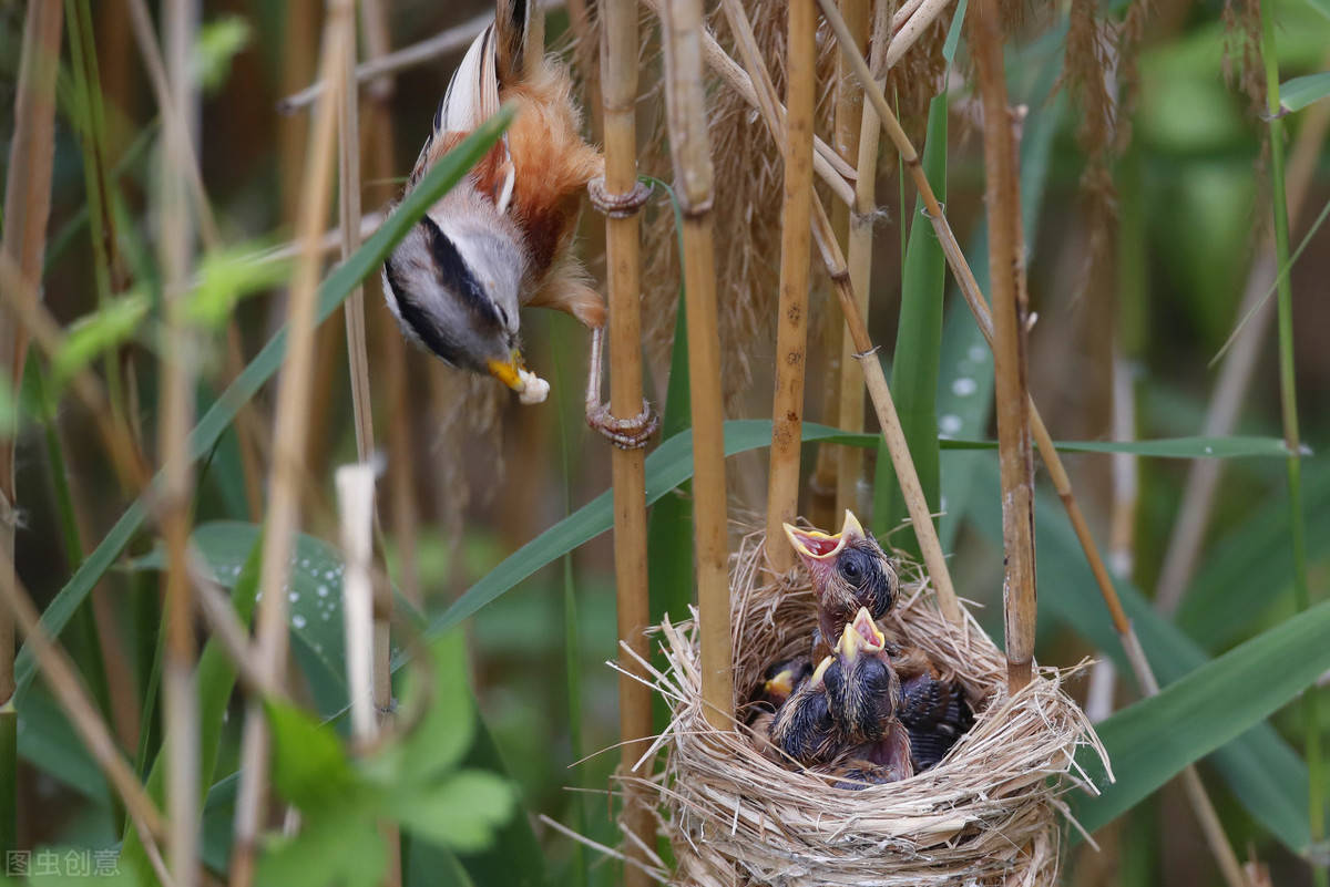 多吃点,快快长震旦鸦雀每窝产2～5枚卵,基本都能孵出雏鸟.