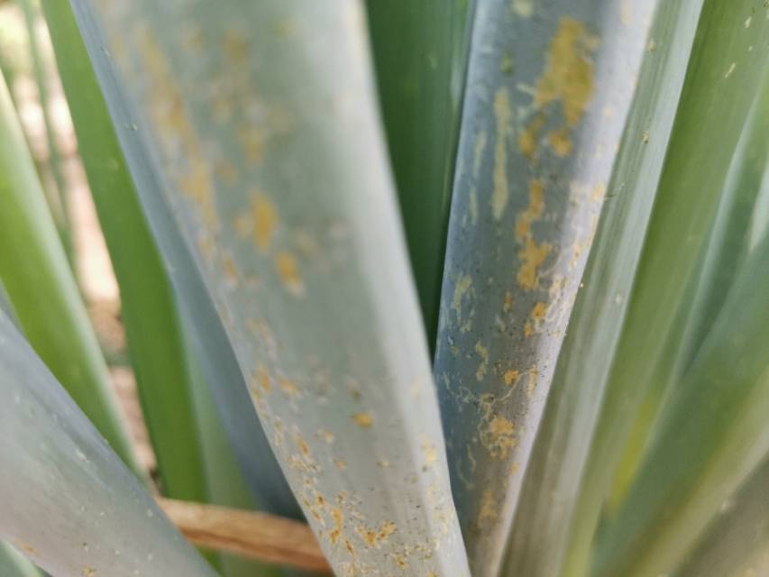 斑潜蝇和蓟马同时危害大葱,用最直观的图片告诉你它们危害的不同_症状