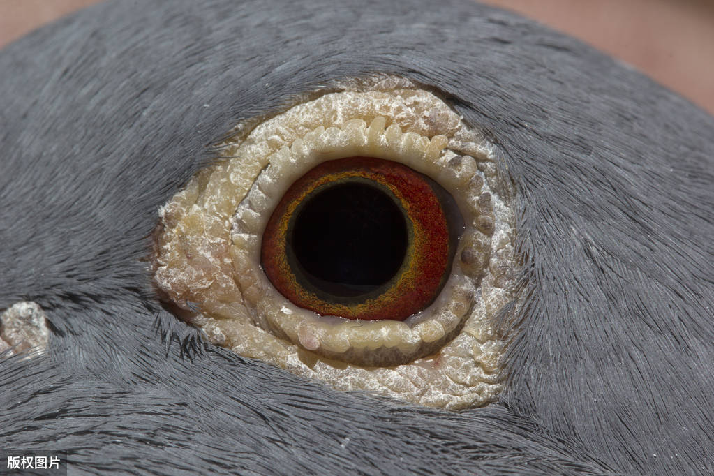 詹森家族成功与鸽眼有关?他家信鸽成绩为啥那么好?_砂眼_眼色_鸽子