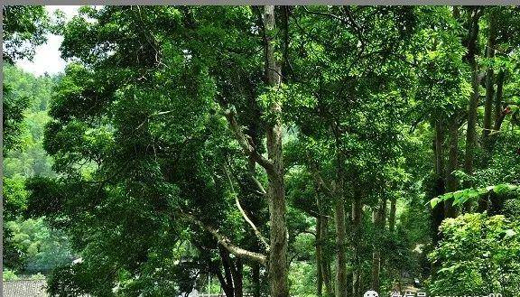原创             江西邹氏“热带雨林”中藏有262块功德碑，邹家人誓死守护