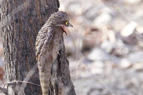 樹上長出的斷木會變成鳥一到晚上就出來覓食白天再變回去