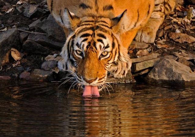 最强老虎女王玛琪莉曾击杀37米巨鳄印度为其举行盛大葬礼