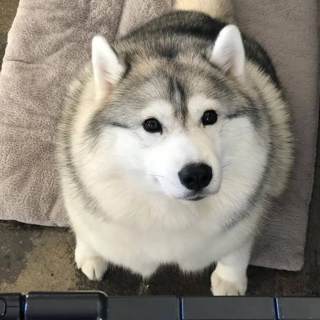 原创韩国超肥二哈被迫健身1个月只瘦了8两网友减了个寂寞