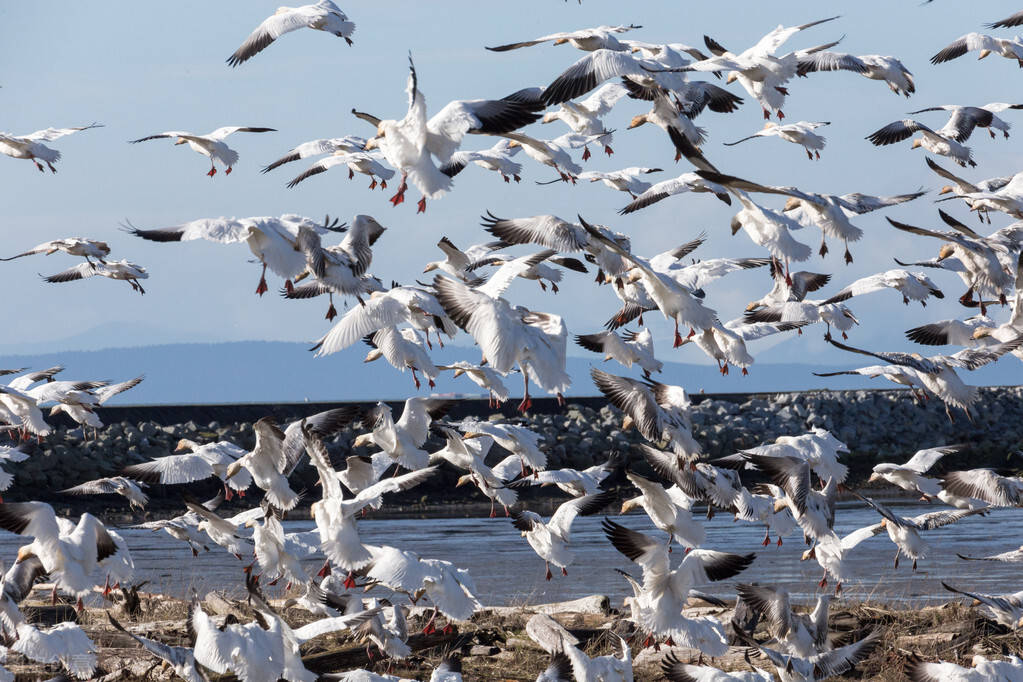原创追踪鸟类的迁徙路线原来鸟类是这样跑路的