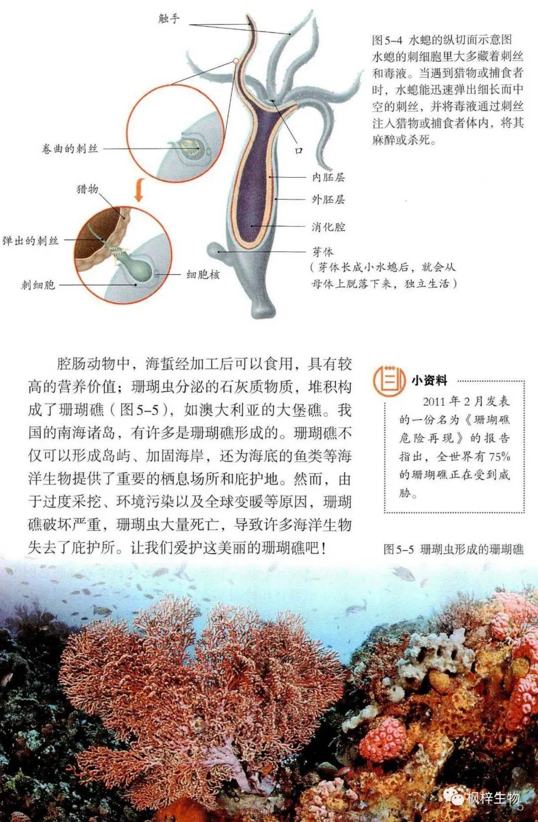 人教版八年级上册生物电子课本教材