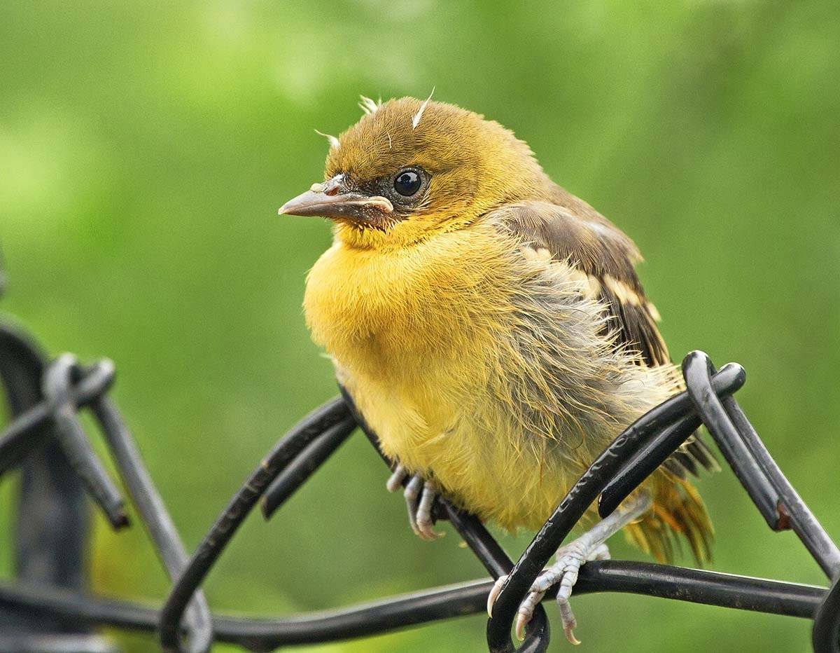原创爱鸟摄影师拍摄的一组幼鸟超可爱的瞬间