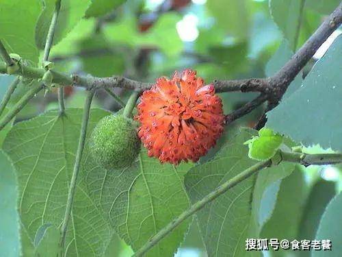 4种“很脏”的水果,全吃过的是吃货,最后一种尽量管住嘴,少吃_树莓_美食_杨梅