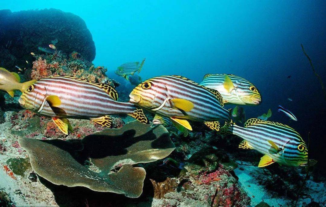 地球上唯一由"爸爸"生孩子的动物,一次能生出上千个宝宝_海马_子囊