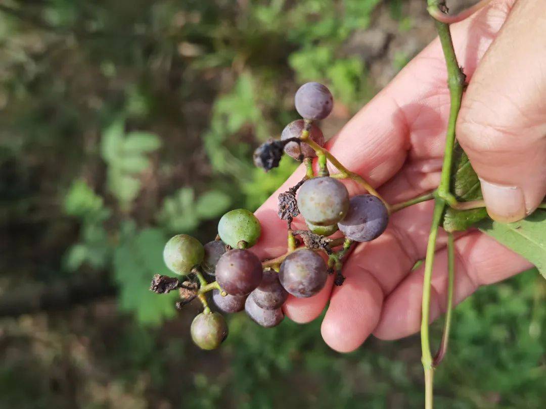 原创山里这种野葡萄酸得让人头皮发麻但用来酿酒是一绝